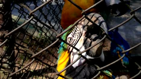 Papagaio.-Parrot-inside-bird-cage