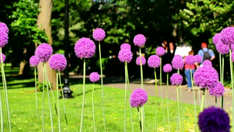 Gigante-morada-sensación-de-flores-en-el-parque-Boston-Common