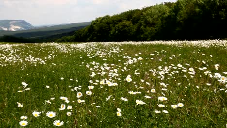 field-camomiles-mountains