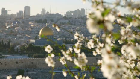 El-Monte-del-templo-en-la-ciudad-vieja-de-Jerusalén-con-flores-en-primer-plano