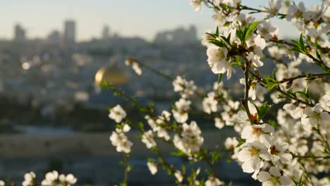 El-Monte-del-templo-en-la-ciudad-vieja-de-Jerusalén-con-flores-en-primer-plano