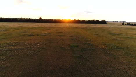 Luftbildaufnahmen-von-wheaten-goldenes-Feld-bei-Sonnenuntergang