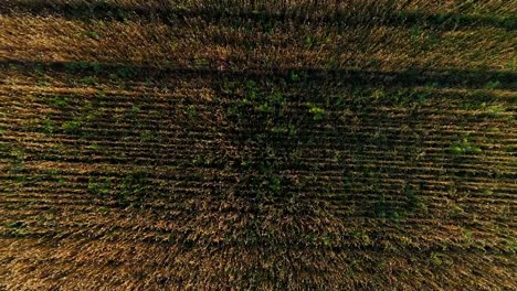 Aerial-survey-of-wheaten-golden-field-at-sunset