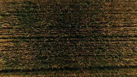 Aerial-survey-of-wheaten-golden-field-at-sunset