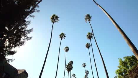 Conducción-bajo-palmeras-en-Beverly-Hills,-California