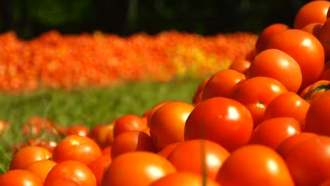 Red-tomatoes-lie-on-the-ground-in-green-grass