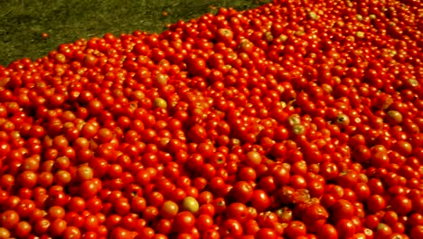 Red-tomatoes-lie-on-the-ground-in-green-grass