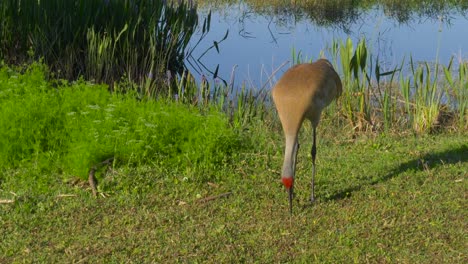 Sandhill-Crane-Grus-canadensis,-cámara-lenta