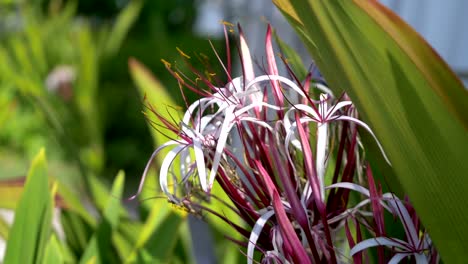 Queen-emma-lily-flowers-in-Hawaii-in-4k-slow-motion