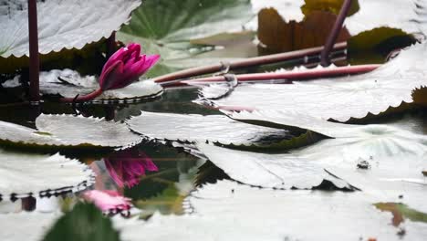 red-and-pink-lotus-blooming