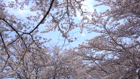 Schöne-Sakura,-Kirschblüten,-Frühling