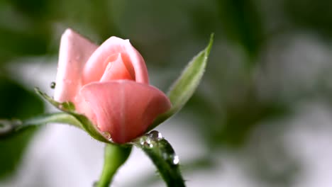 Macro-pink-rose-with-water-drops-falling-over-it,-young-flower-close-up-view.-Spring-and-summer-background.-Selective-focus.