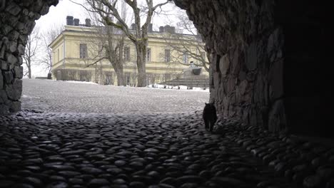 Katze-in-Bogen