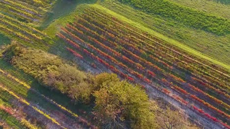 Vista-aérea-drone-de-campos-de-viñedos-coloridos