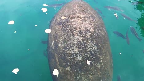 Manatee-of-Crystal-River