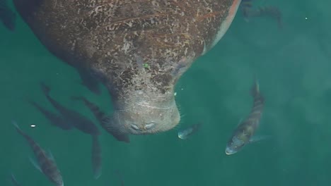 Crystal-River-Manatee