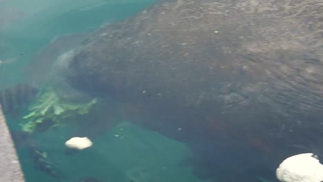 Florida-Manatee-of-Crystal-River