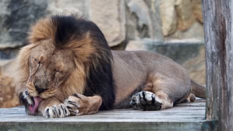 León-asiático-(persica-del-leo-de-Panthera).-Una-especie-en-peligro-crítico.