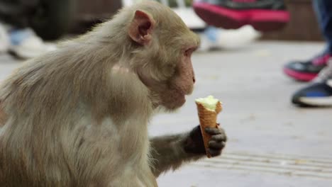 Monkey_eats_ice_cream