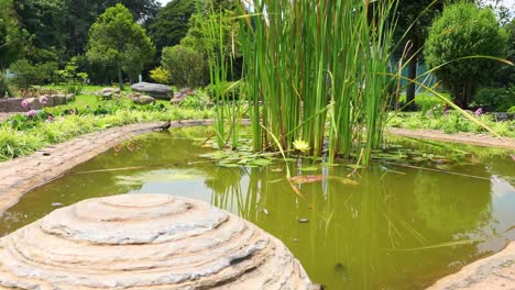 Pájaro-público-de-jardín-en-una-roca-en-un-estanque-Bogotá