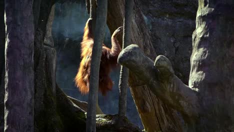 Slow-Motion-of-adult-bornean-orangutan-climbed-down-of-tree-at-forest