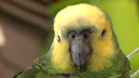 Green-Parrot-in-a-Bird-Shop-002