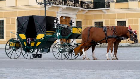 Caballos-para-alquilar-en-Viena