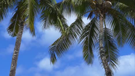 4K-Paradise-island-holiday---palm-trees-panorama