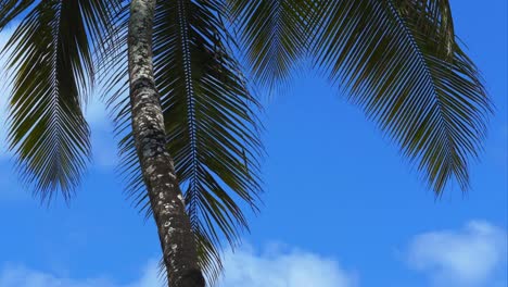 4K-Palm-tree-leaves-dancing-in-the-wind