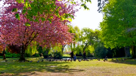 Pájaro-alimentación-por-estanque-en-el-parque-de-la-ciudad,-de-cerezo-rosa-blossums