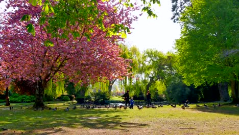 Bird-Feeding-by-Pond-in-City-Park,-Pink-Cherry-Blossums