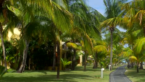 Blick-auf-Palm-Bäume-Park-und-Asphalt-Strecke,-Insel-Mauritius