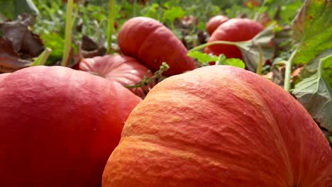 panorama-on-the-field-of-pumpkins