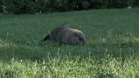 Marmota-en-trabajo,-Montreal,-Canadá