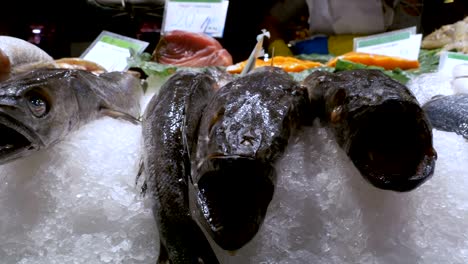 Pescado-fresco-de-rapaces-con-una-boca-abierta-se-encuentra-en-el-hielo-en-el-mostrador-de-una-tienda-de-peces