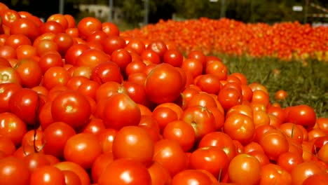 Red-tomatoes-lie-on-the-ground-in-green-grass