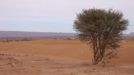 Panorama-mit-Baum-in-der-Wüste-Sahara,-Afrika