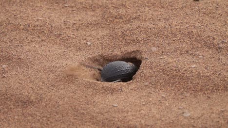 Scarab-beetle-digs-mink-in-sand-in-Sahara-desert