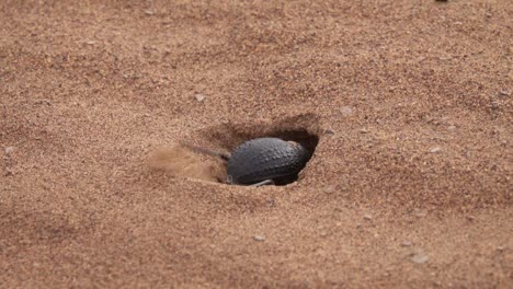 Skarabäus-Käfer-gräbt-Nerz-in-Sand-in-der-Wüste-Sahara