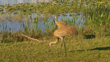 Sandhill-cranes-family-feed-near-lake