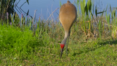 Sandhill-Crane-(Grus-canadensis)---Florida