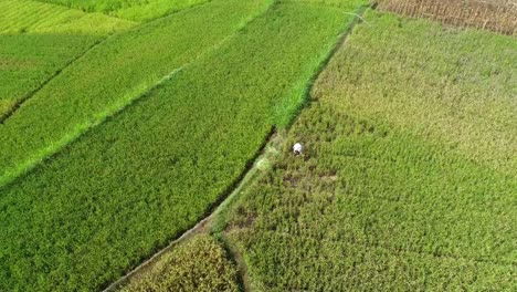 Paddy-field-harvest-and-farming-activities-by-local-farmers-aerial-view-at-daytime,-Yogyakarta,-Indonesia