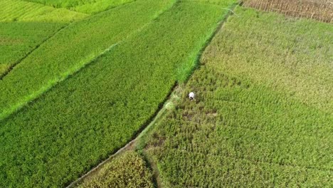 Reisfeld-Ernte-und-landwirtschaftlichen-Tätigkeiten-von-heimischen-Bauern-Luftbild-tagsüber,-Yogyakarta,-Indonesien