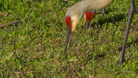 Sandhill-Crane-Grus-canadensis-close-up,-Florida