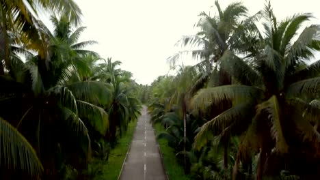 Drone-point-of-view-of-man-driving-motorbike-in-palm-trees-road-in-the-Philippines,-aerial-view-from-drone