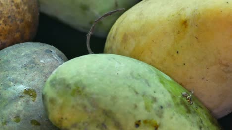 Fruchtfliege,-die-Bewegung-auf-die-mango