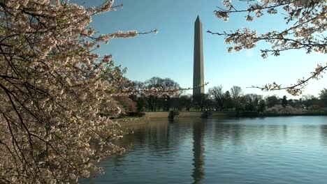 zoom-in-shot-of-cherry-blossoms-and-the-washington-monument