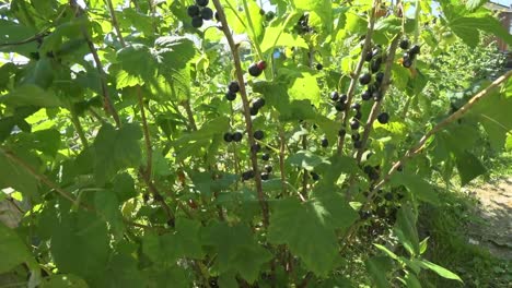 Büsche-von-schwarzen-Johannisbeeren-wachsen-in-einem-Dorf-im-heimischen-Garten.