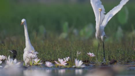 Bandada-de-garzas-en-estanque-de-flores-de-loto