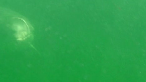 underwater-view-of-dolphin